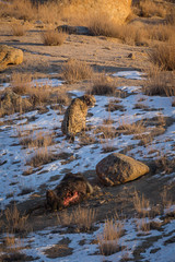 A snow leopard, Panthera uncia, sitting on snowy ground near a yak kill.