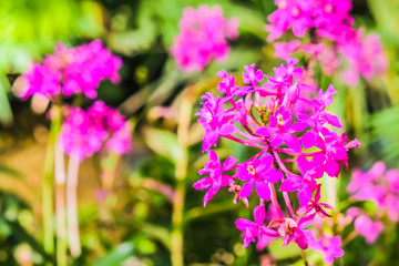 Obraz premium beautiful flower with garden background