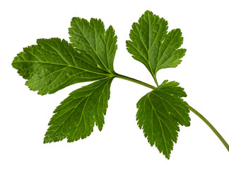 Artemisia lactiflora leave(CELERY),Tropical foliage isolated on white background,with clipping path.