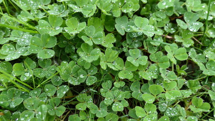 water drop on green leaves background texture or wallpaper
