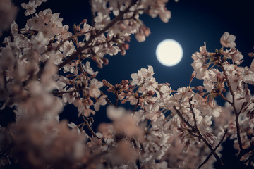 月と桜