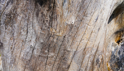 linear wood texture, gray old shabby wood surface structure. cracks, background.