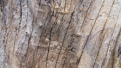 linear wood texture, gray old shabby wood surface structure. cracks, background.
