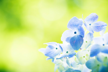 紫陽花　クローズアップ