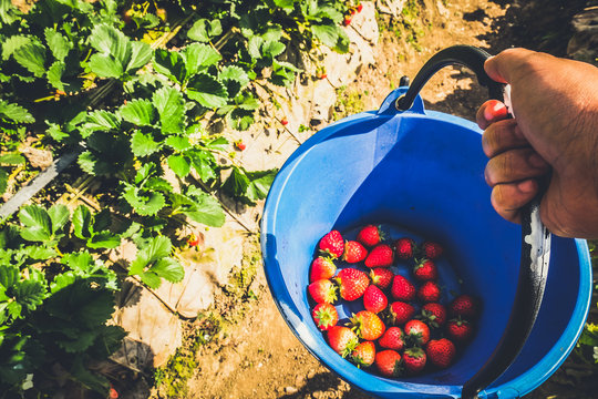 Strawberries In The Basket With Hanging Hand