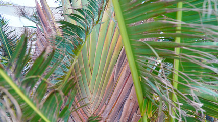 Green leaves of a palm tree at the sun. texture of palm leaf branches. Bright Banana Leaves in Japan
