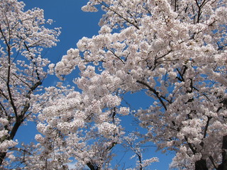 西公園の桜