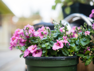 Close up shot of pink diascia flowers in plastic pot ready to be planted in the garden