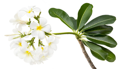 White Plumeria flower( Frangipani , Pagoda tree)tropical isolated on white background,with clipping path.