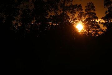 sunset in the forest