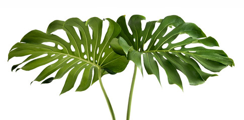 Zwei tropische Dschungel-Monstera-Blätter isoliert, Schweizer Käsepflanze, isoliert auf weißem Hintergrund