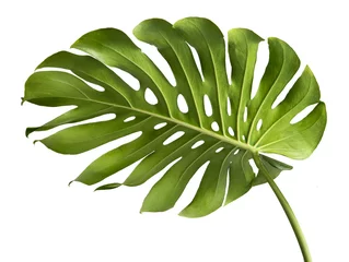 Foto op Plexiglas Monstera Tropical jungle Monstera leaves isolated, Swiss Cheese Plant, isolated on white background,with clipping path.