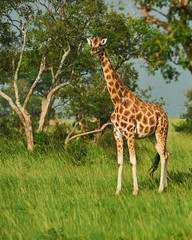 Murchison Falls National Park Uganda