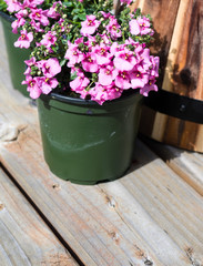 Fototapeta na wymiar Pink diascia flowers in plastic pots on wooden deck ready to be planted
