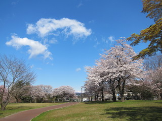 Obraz premium 西公園の桜