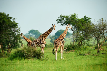Murchison Falls National Park Uganda