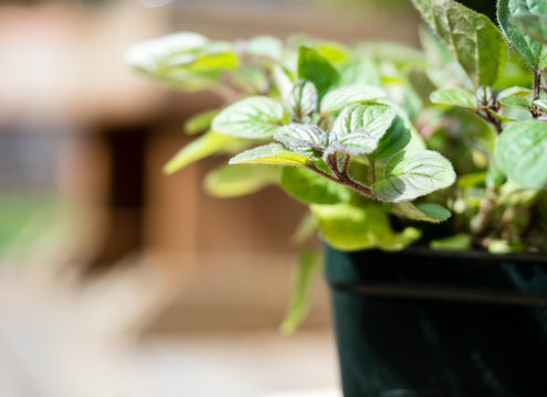 Close Up Shot Of Oregano Plant In Plastic Pot Ready To Be Planted In The Garden