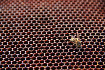 Working bee on honeycomb. Frames of a bee hive. The Texture Of The Golden Honeycomb Closeup. Apiculture.Textured Natural Honey Honeycomb Background For Design.