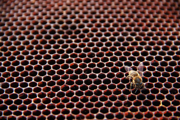 Working bee on honeycomb. Frames of a bee hive. The Texture Of The Golden Honeycomb Closeup....
