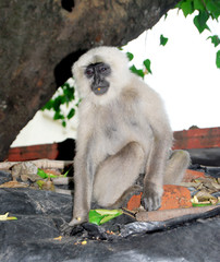 Indian gray langoor monkey sitting on wall