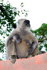 Indian gray langoor monkey sitting on wall