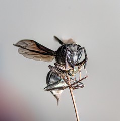 macro photography detail animal wasp