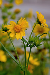 yellow flowers in the garden