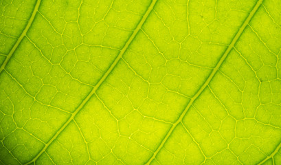 green leaves natural background wallpaper, texture of leaf, leaves with space for text 
