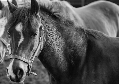 Black and white horse in padock