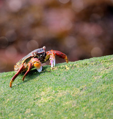 Crab on Green Rock |  Animal