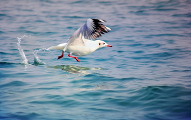 Sea Gull flying on Sea
