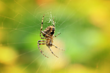 Spider on his web 