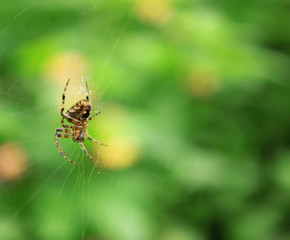 Spider on his web