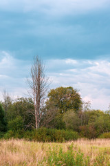 Obraz premium Dry tree in a forest glade