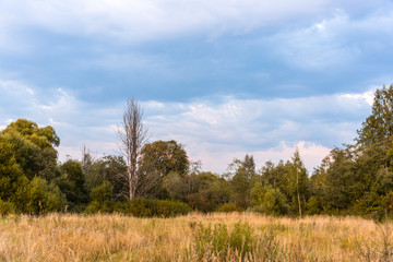 Obraz premium Dry tree in a forest glade