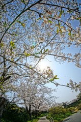 暖かい春の日差しと桜を広角カメラで撮影してみた