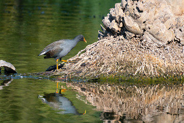 Dusky moorhen at base of tree on edge of lake.