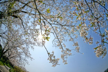 暖かい春の日差しと桜を広角カメラで撮影してみた