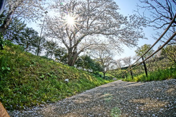 暖かい春の日差しと桜を広角カメラで撮影してみた