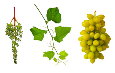 A bunch of green grapes. Grapevine with antennae. Close-up shot of grape. Isolated.