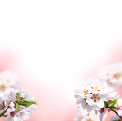 Delicate cherry tree branches with blooming flowers.Beautiful cherry blossom, with bokeh .