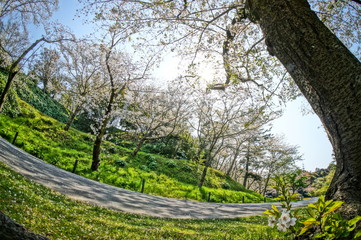 森の中の満開に咲く桜と緑色