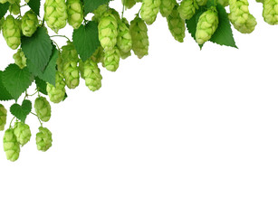 Hop twigs frame. Beer ingredients. Beautiful fresh-picked whole hops with green leaves border...