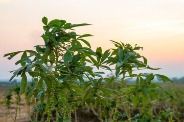 cassava tree growth in planting farm, manioc or tapioca planting field, plot soil for cassava...