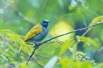 Obraz premium The Grey-bellied Bulbul (Pycnonotus cyaniventris) is a medium sized bird with, as the name suggests, a grey belly, grey head and yellow-olive back, vent and wings.