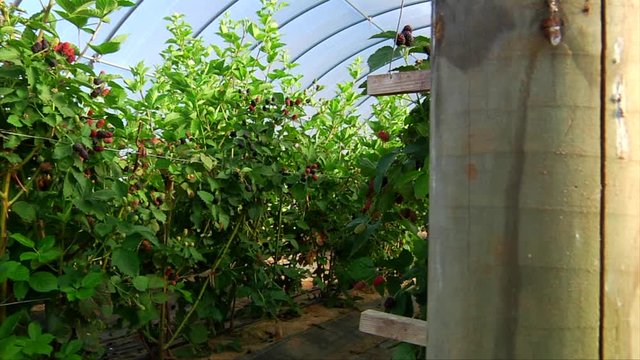 Raspberry Rows in Greenhouse