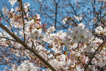 満開の桜