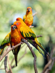 Close up Sun Conure Parrot Perched on Branch Isolated on Background