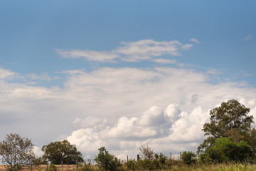 Obraz premium Pasture and livestock fields in the State of Rio Grande do Sul in Brazil