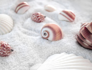 Seashells on the sand